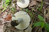 Russula ochroleucoides image