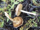 Inocybe lacera image