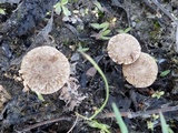 Inocybe lacera image