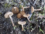Inocybe lacera image