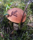 Leccinum manzanitae image