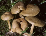 Pseudoboletus parasiticus image