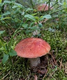 Leccinum manzanitae image