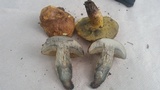 Boletus luridellus image