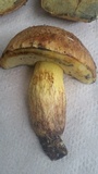 Boletus luridellus image