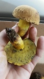 Boletus luridellus image