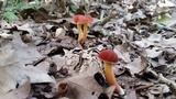 Boletus harrisonii image