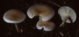 Leucocybe candicans image