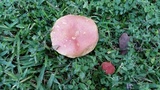 Boletus subfraternus image