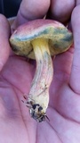 Boletus subfraternus image