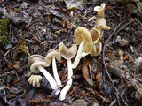 Helvella compressa image