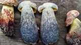 Pulchroboletus rubricitrinus image