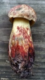 Pulchroboletus rubricitrinus image