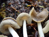 Helvella compressa image