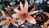 Chorioactis geaster image