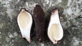 Chorioactis geaster image