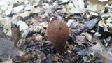 Chorioactis geaster image