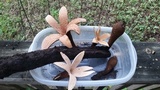 Chorioactis geaster image