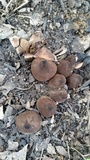 Chorioactis geaster image