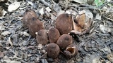 Chorioactis geaster image