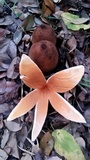 Chorioactis geaster image