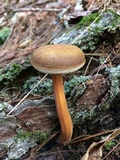 Austroboletus gracilis image