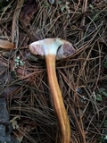 Austroboletus gracilis image