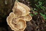 Meripilus sumstinei image