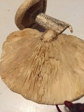 Melanoleuca verrucipes image