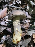 Retiboletus griseus image