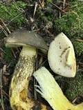 Retiboletus griseus image