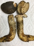 Retiboletus griseus image