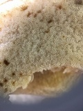 Retiboletus griseus image