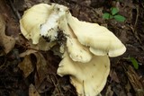 Meripilus sumstinei image