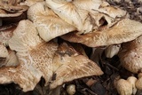 Agrocybe rivulosa image