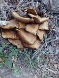 Agrocybe rivulosa image