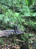 Xylaria ianthinovelutina image