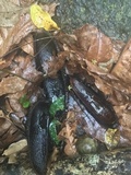 Xylaria ianthinovelutina image