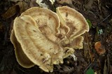 Meripilus sumstinei image