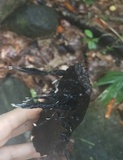 Xylaria ianthinovelutina image