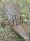 Xylaria ianthinovelutina image