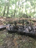 Xylaria ianthinovelutina image
