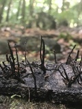 Xylaria ianthinovelutina image