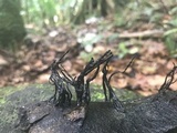 Xylaria ianthinovelutina image
