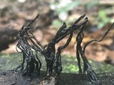 Xylaria ianthinovelutina image