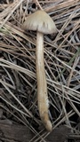 Entoloma holoconiotum image