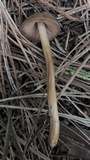Entoloma holoconiotum image