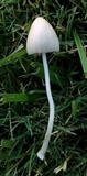 Conocybe apala image