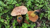 Boletus subluridus image