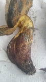 Boletus subluridus image